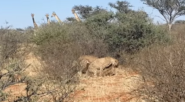 These Cheetahs Were Spotted Having A Threesome As Giraffes Perved On